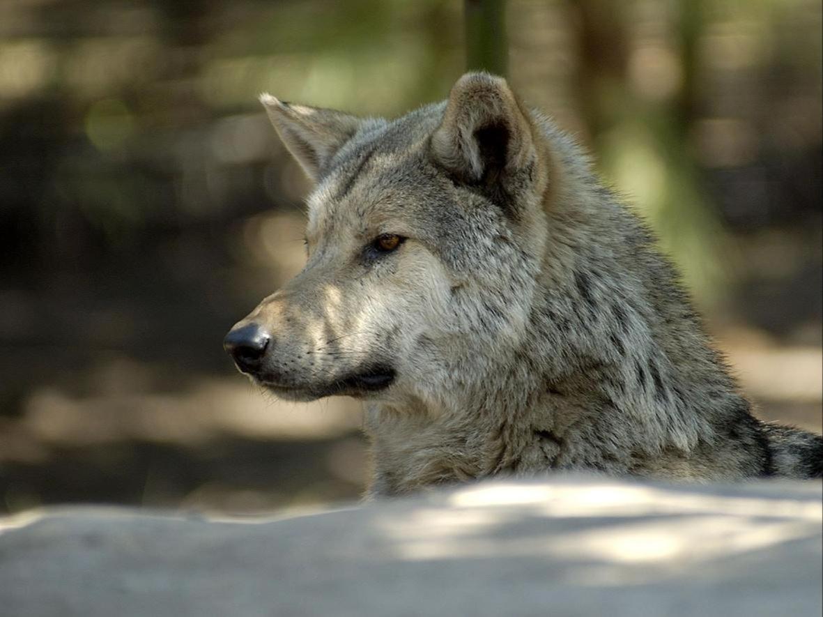 Tsitsikamma Wolf Sanctuary Eco Cabins & Teepees 斯托姆勒菲 外观 照片