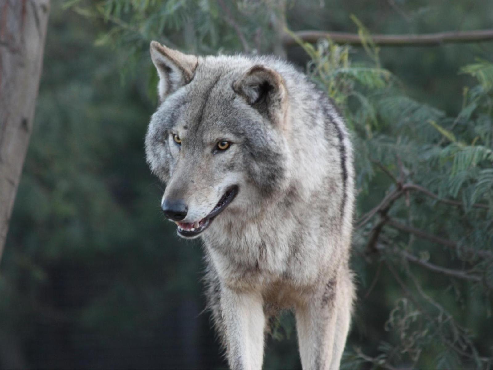 Tsitsikamma Wolf Sanctuary Eco Cabins & Teepees 斯托姆勒菲 外观 照片