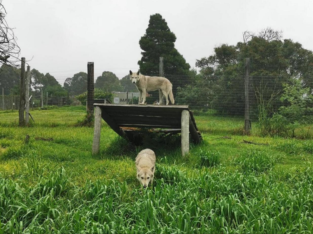 Tsitsikamma Wolf Sanctuary Eco Cabins & Teepees 斯托姆勒菲 外观 照片