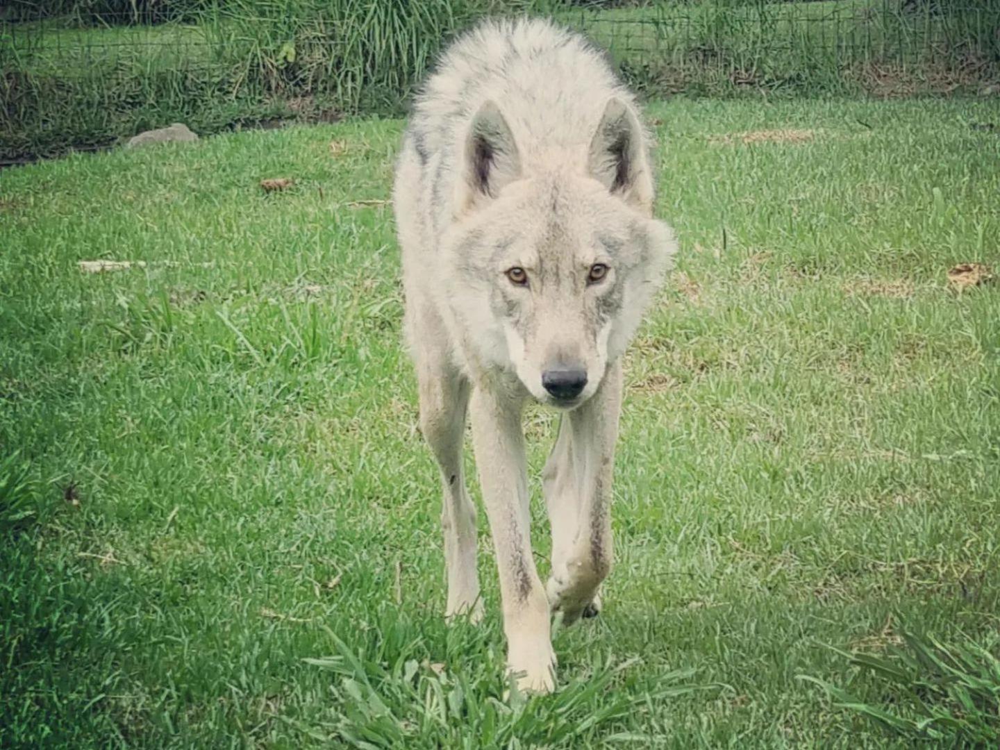 Tsitsikamma Wolf Sanctuary Eco Cabins & Teepees 斯托姆勒菲 外观 照片