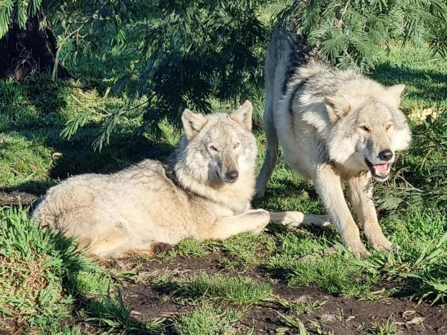 Tsitsikamma Wolf Sanctuary Eco Cabins & Teepees 斯托姆勒菲 外观 照片