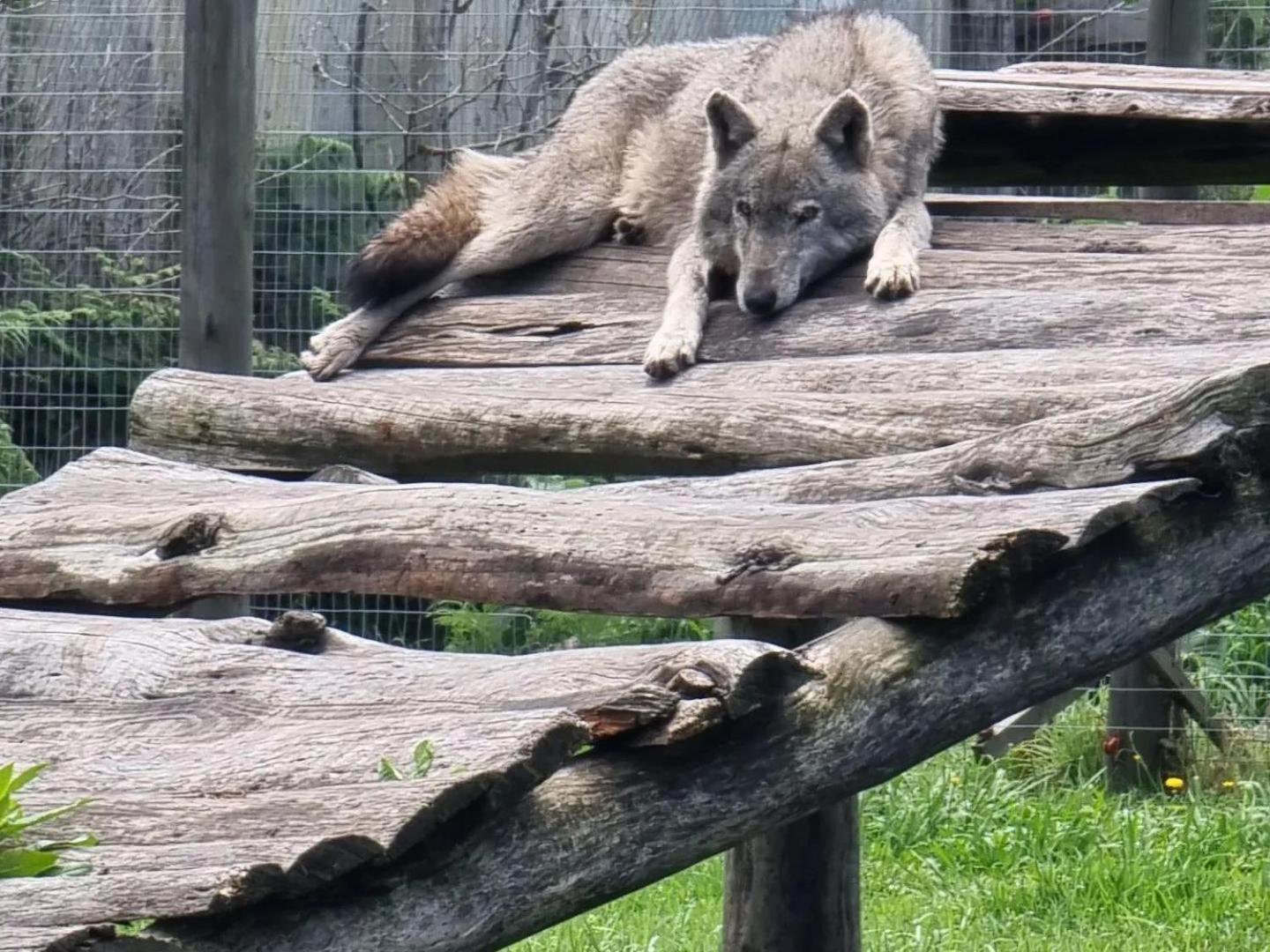 Tsitsikamma Wolf Sanctuary Eco Cabins & Teepees 斯托姆勒菲 外观 照片