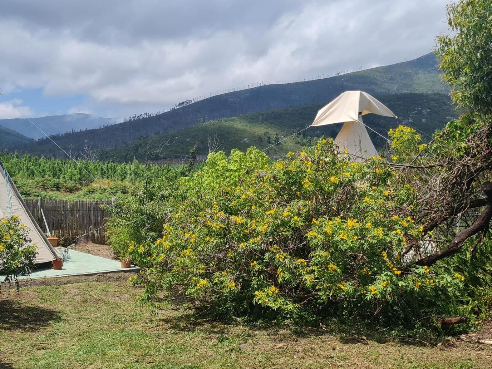 Tsitsikamma Wolf Sanctuary Eco Cabins & Teepees 斯托姆勒菲 客房 照片